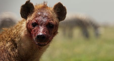 A blood-soaked female hyena looks across the African savanna. (Credit: National Geographic)