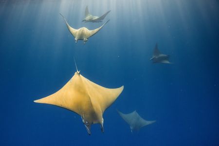 A school of mobula rays in the offshore waters of the North Atlantic. (Credit: Olly Scholey)