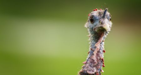 A female turkey stares on. (Credit: National Geographic)