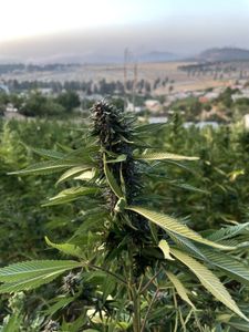 A marijuana plant in Morocco. (National Geographic for Disney)