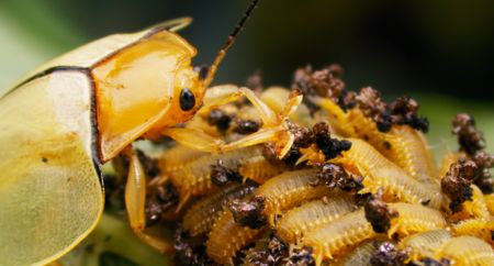 A female Tortoise beetle tends to her larvae who are all covered in poop. (National Geographic)