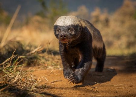 A Honey badger at Moholoholo Animal Rehabilitation Centre, South Africa. (National Geographic/Doug Parker)