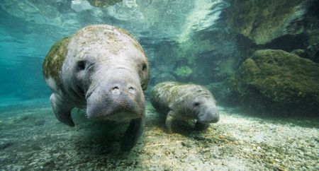 A young manatee swims alongside its mother. They will stay together for a couple of years. (National Geographic)