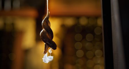 Two leopard slugs suspend themselves on a rope of mucus as they entwine their bodies to mate with one another. (Credit: National Geographic)