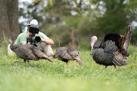 Crew film the mating behavior of Rio Grande turkeys. (National Geographic/Sam Stewart)