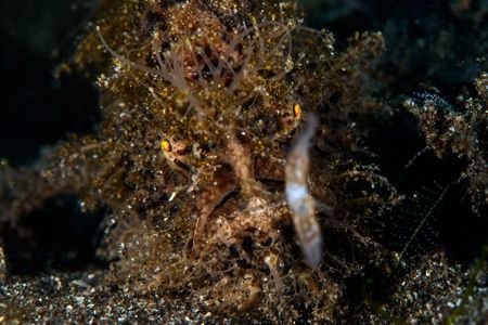 The hairy frogfish has specially adapted dermal spinules and fins that allow it to be camouflaged among undersea vegetation. Its first dorsal spine is adapted into a worm-like lure which it unfurls to attract prey. (National Geographic/Jason Isley)