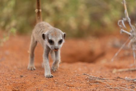 A young meerkat walks through the Kalahari desert. (National Geographic/Thilo Beck)