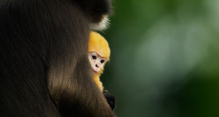 A baby langur watches the world go by from the safety of its mother's arms. (National Geographic)