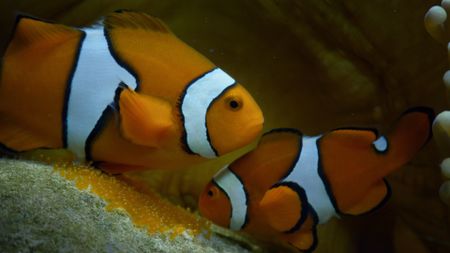 Clownfish swim at the Great Barrier Reef. (Credit: Biopixel)