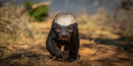 A Honey badger at Moholoholo Animal Rehabilitation Centre, South Africa. (National Geographic/Doug Parker)