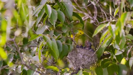 A warbler arrives back at its nest and is greeted by it's hungry chicks. (National Geographic)