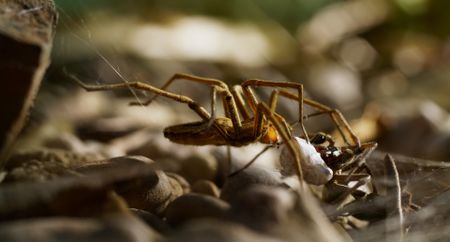 The male nursery web spider presents his nuptial gift to the female. (National Geographic)
