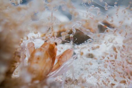 A Pistol shrimp under a sea anemone. (National Geographic/Gary Smith)