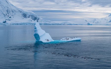 A large group of Gentoo penguins in the water around an iceberg in the middle of the bay, on which a small group of them are standing.  (credit: National Geographic/Bertie Gregory)