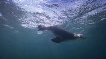 A long nose fur seal off Neptune Islands, Australia. (Credit: Content Mint)