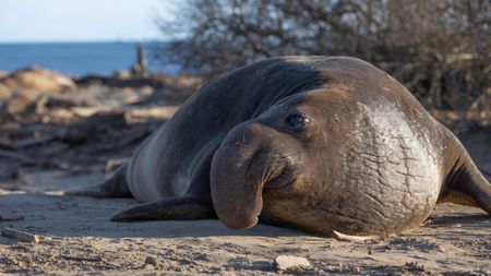 A sneaker male elephant seal looks around the beach to check out the colony. (National Geographic/George Cawdron)