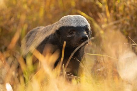 A honey badger walks through the grass in southern Africa. (National Geographic/Karl Davies)