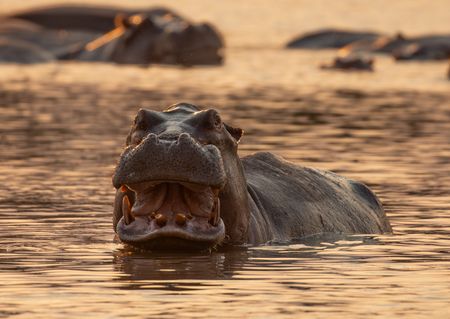 A hippopotamus displays its large canines towards a perceived threat. (National Geographic/Doug Parker)