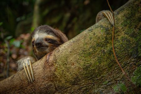 A brown-throated three-toed sloth peers over a tree's buttress root whilst defecating on the forest floor. (National Geographic/Doug Parker)