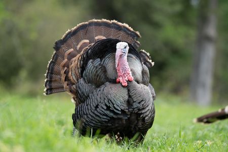 A male turkey displays his plumage and snood.   (National Geographic/Sam Stewart)