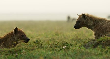 The male hyena shadows a female. Shadowing a female is another method that male hyena use to prove themselves as a good member of the clan. (Credit: National Geographic)