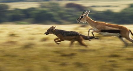 A female Thomson's gazelle chases away a jackal that is threatening her calf. (National Geographic)
