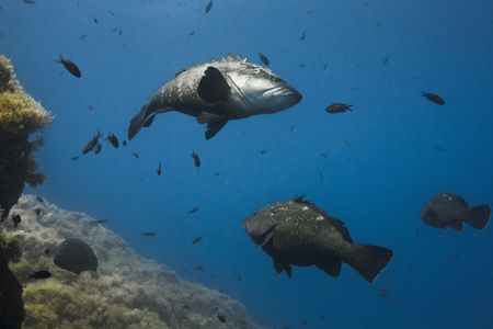A pair of courting dusky groupers in the marine reserve of Port-Cros, France. (Credit: Olly Scholey)