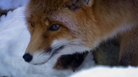 A red fox crouches in the snow. (Credit: Content Mint)