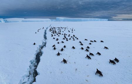 A group of adult Emperor pengiuns travel along a crack in the sea ice on their bellies.(credit: National Geographic/Bertie Gregory)