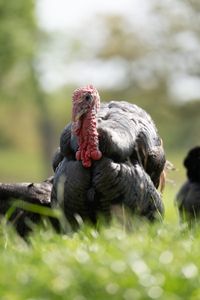 A male Rio Grande turkey strides across the landscape. (National Geographic/Sam Stewart)