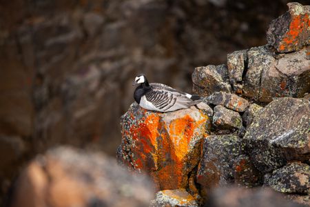 A barnacle goose perched on the edge of a cliff in Greenland. (National Geographic/Doug Parker)
