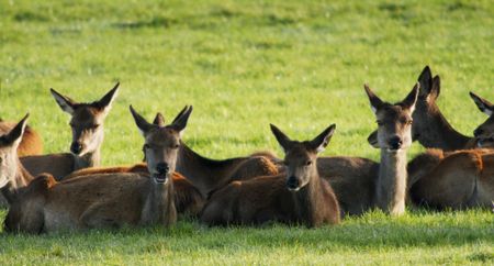 A group of female red deer resting on the grass. (National Geographic)