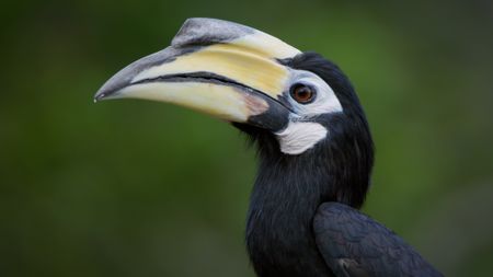 A close-up of a hornbill. (Credit: Content Mint)
