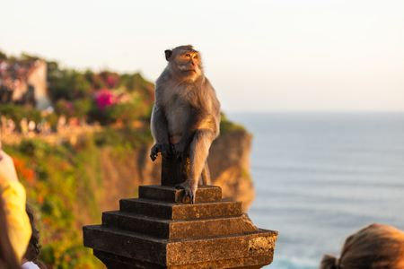 As tourists watch the sunset, macaques position themselves high on the sea wall so they can carefully scan the crowds, looking for objects to snatch. (National Geographic/Laura Pennafort)