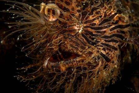 The hairy frogfish has specially adapted dermal spinules and fins that allow it to be camouflaged among undersea vegetation. (National Geographic/Jason Isley)