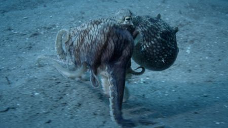 A coconut octopus walks along the sea floor while eating a crab in Lembeh Strait, Indonesia. (Credit: Nature Footage)