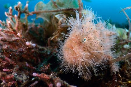 The hairy frogfish has specially adapted dermal spinules and fins that allow it to be camouflaged, but only if it matches the color of its surroundings. (National Geographic/Jason Isley)