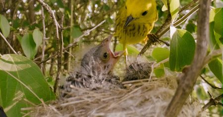 The intruding cow bird chick is much bigger than the warbler chicks and often outcompetes them for food. (National Geographic)