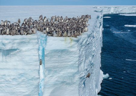 Emperor penguin chicks jumping off the ice shelf edge for their first swim, Atka Bay, Antarctica.  (National Geographic/Bertie Gregory)
