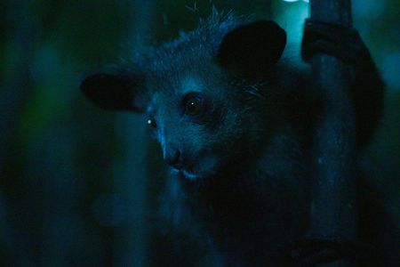 An aye-aye in the forest of Madagascar at night. (National Geographic/George Woodcock)