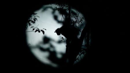An aye-aye in the forest of Madagascar at night.(National Geographic/Eleanor Paish)