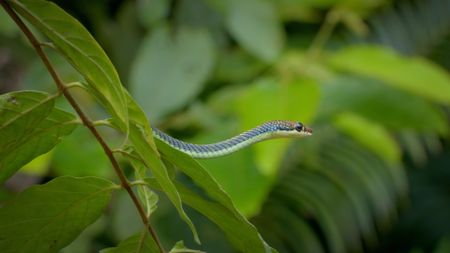 A paradise tree snake on a branch. (Credit: Content Mint)