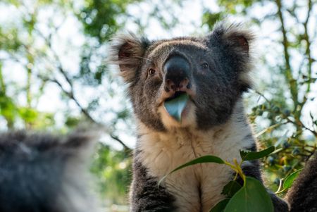 A koala eats a eucalyptus leaf. (National Geographic/David Marks)