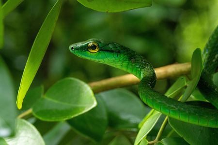 A Parrot snake on a tree. (National Geographic/Matt Langbehn)