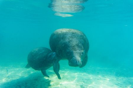 A manatee calf latches onto the nipple in its mother's armpit to nurse for milk and fuel their migration. (National Geographic/Karl Davies)