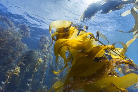 A giant kelp forest in California's Channel Islands. (Credit: Olly Scholey)