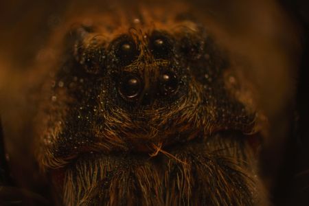 A wolf spider. (National Geographic/Alex Jones)
