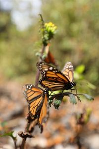 Two monarch butterflies perch on a leaf.