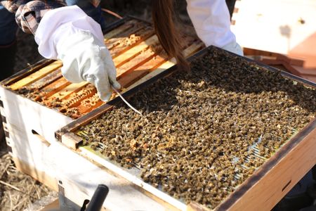 Beth Pol inspects the Pol family's bee colony that didn't make it through the winter and finds varroa mites. (National Geographic)