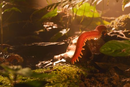 A velvet worm travels through the forest. (National Geographic/Alex Jones)